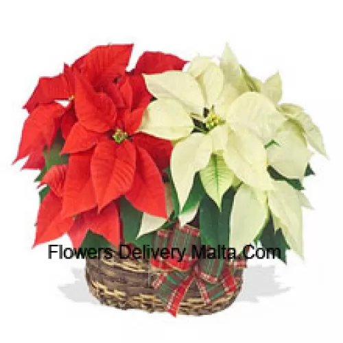 Two colorful, long-lasting poinsettias combined in a basket for a stylish holiday gift! One is red, and the other is white, pink, or another popular color. (Please Note That We Reserve The Right To Substitute Any Product With A Suitable Product Of Equal Value In Case Of Non-Availability Of A Certain Product)